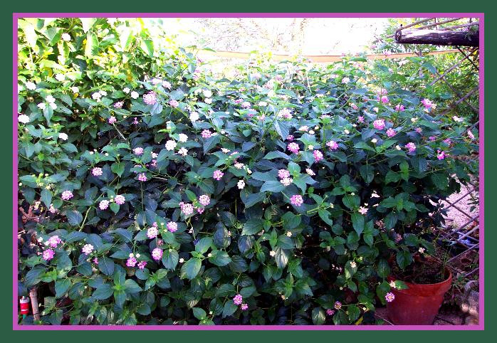 Lantana 28 Sep 07.jpg