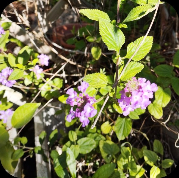 Lantana Montevidesis 28 Nov 25.jpg