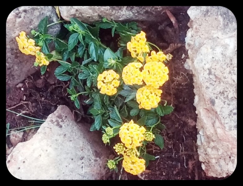 Lantana rockery 21 Nov 21.jpg