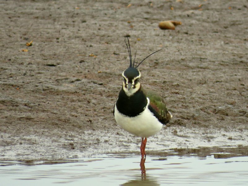 Lapwing 1.JPG