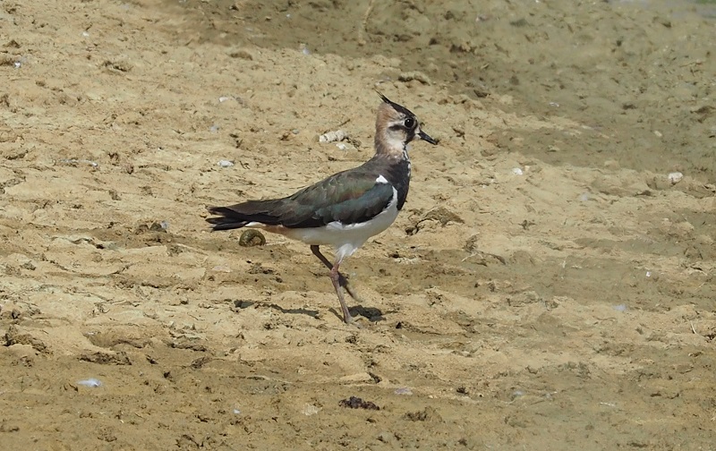 Lapwing 2019A.jpg
