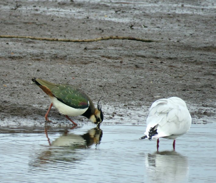 Lapwing.JPG