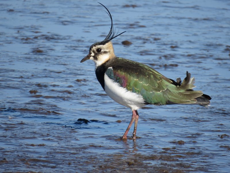 LAPWING.JPG