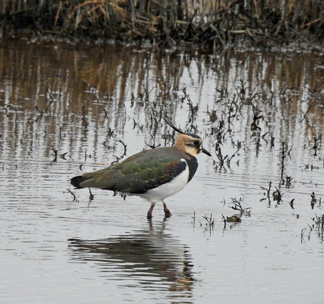 Lapwing.jpg