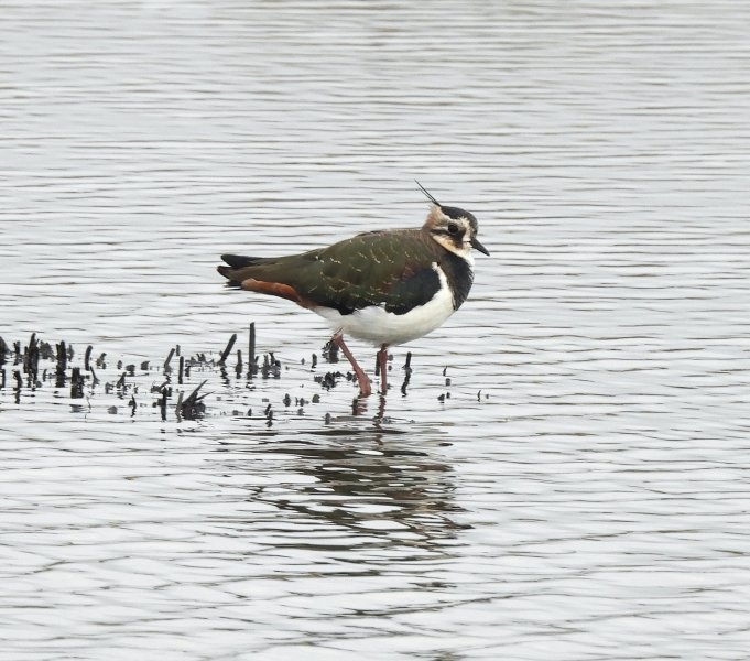 Lapwing.jpg