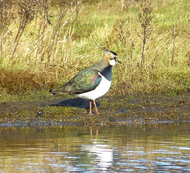 Lapwing.JPG
