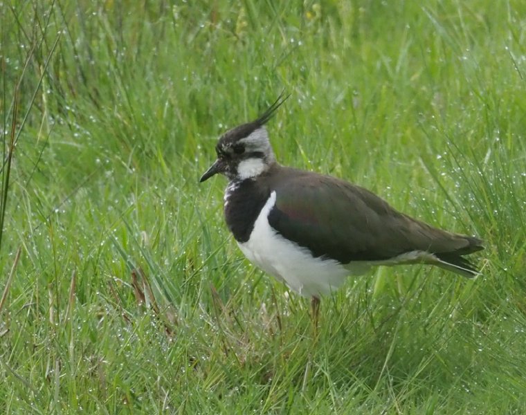 lapwing3.jpg