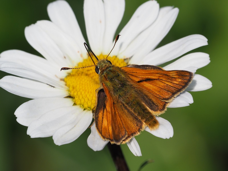 large skipper 2020B.jpg