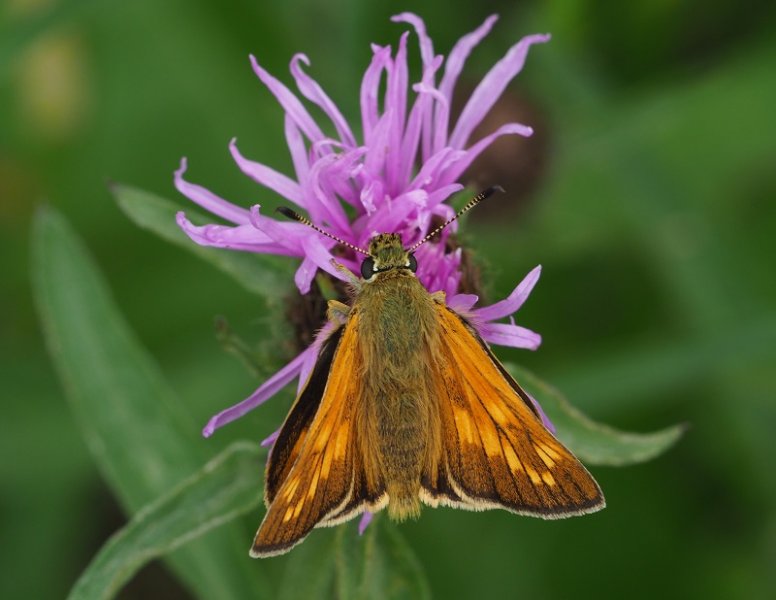 large skipper 2020E.jpg