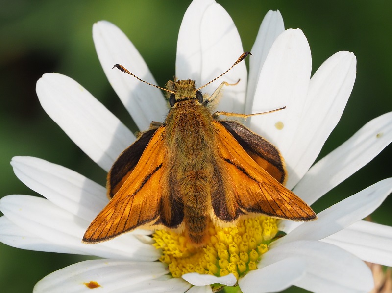 large skipper 2020G.jpg