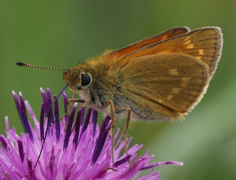 large skipper 2020H.jpg