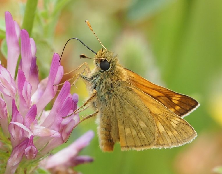 large skipper 2021A.jpg