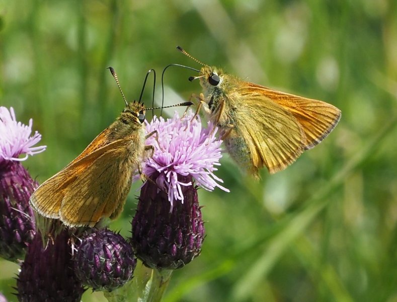 large skippers 2020K.jpg