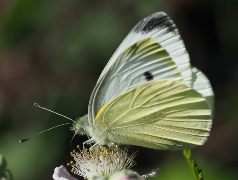 large white 2019A.jpg