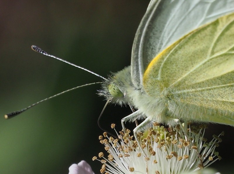 large white 2019B.jpg