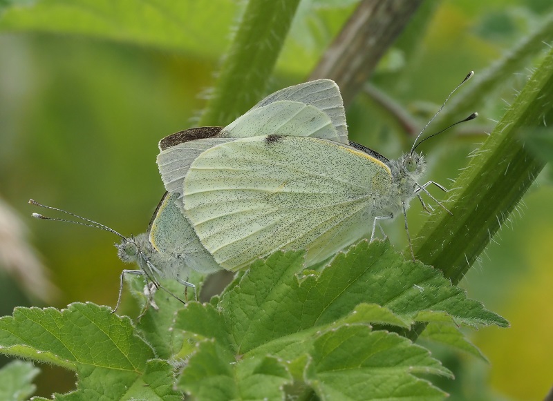 large white 2020 mating.jpg