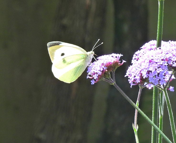 Large White.JPG