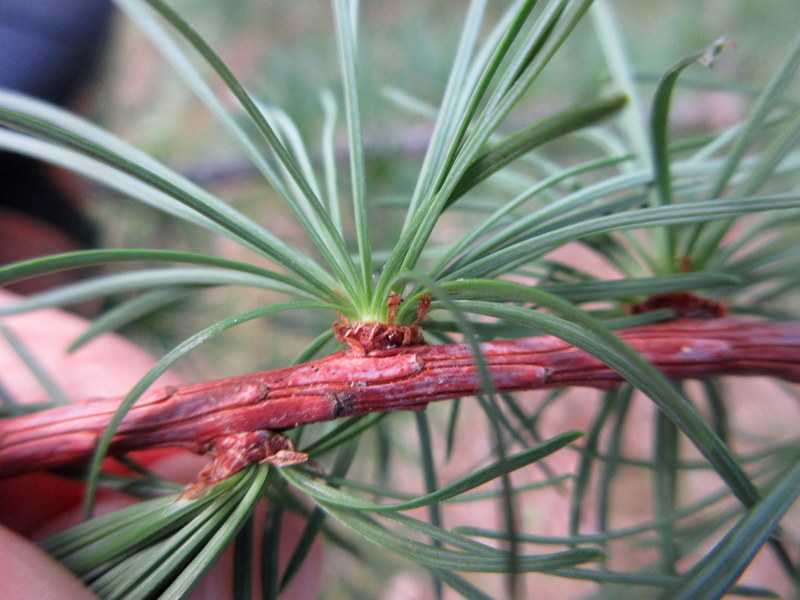 LARIX  XXX 07-07-2025 13-41-54.JPG