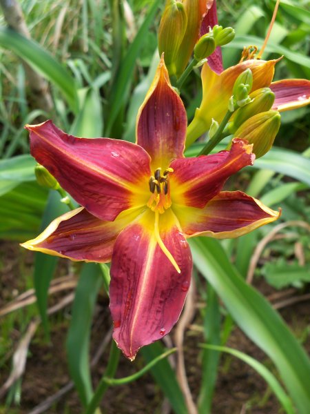 Laughing Clown x Country Pride.JPG