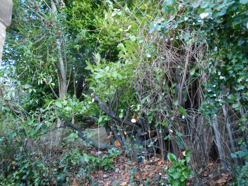 Laurel cutting back Oct 2014 (1).JPG