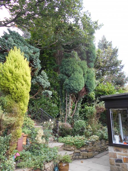 Laurel cutting back Oct 2014 (3).JPG