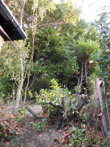 Laurel cutting back Oct 2014 (6).JPG