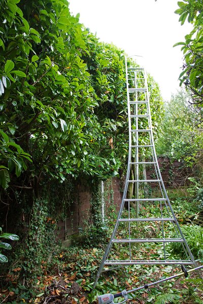 Laurel-ladders-2.jpg