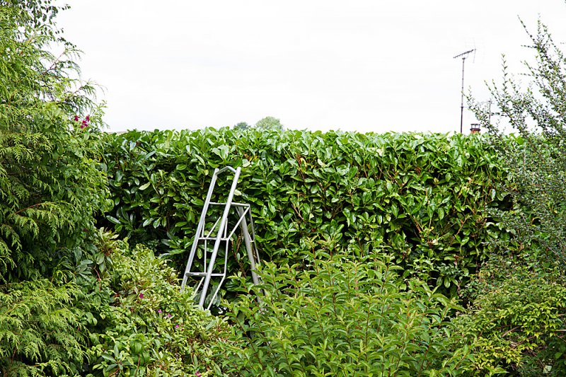 Laurel-ladders-3.jpg