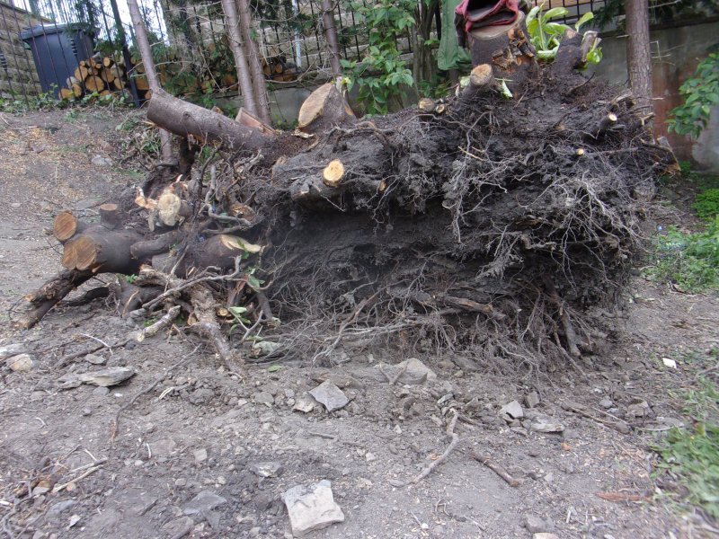 Laurel stump._648.JPG