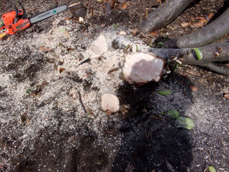 Laurel stumps_0001.JPG