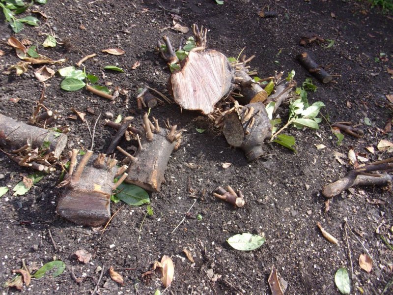 Laurel stumps_0002.JPG