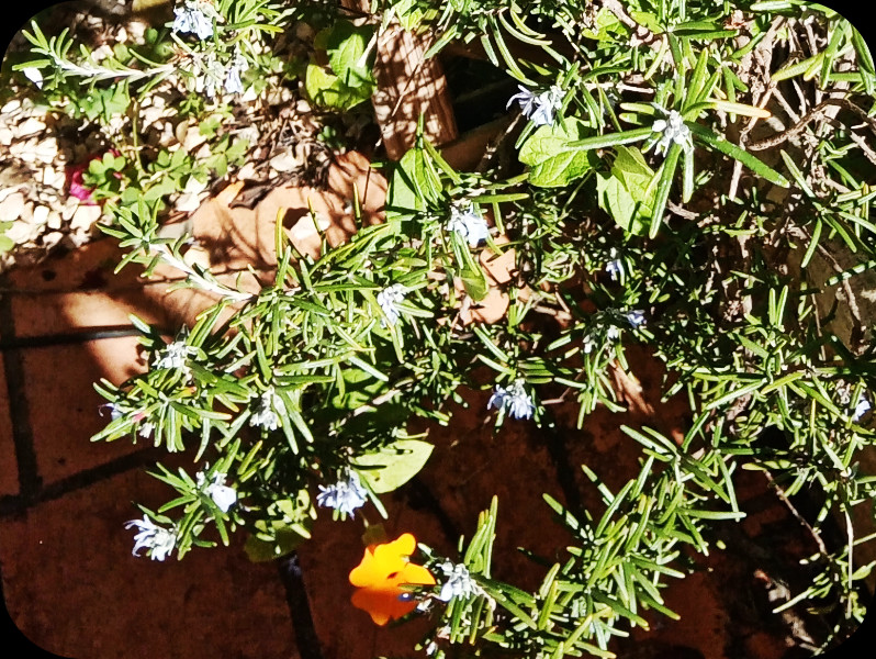 Lavender2 22 Jan 24.jpg