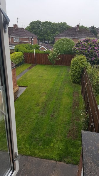 lawn-june-2017.jpg