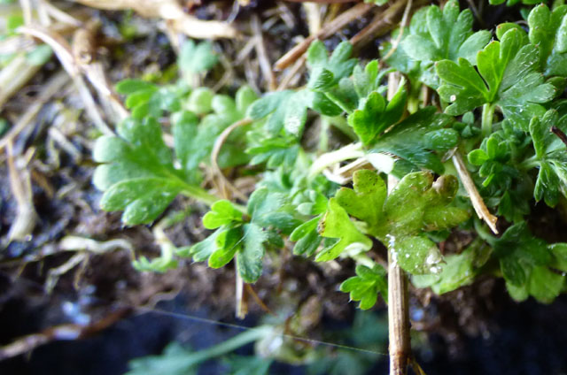 lawn weed small..jpg