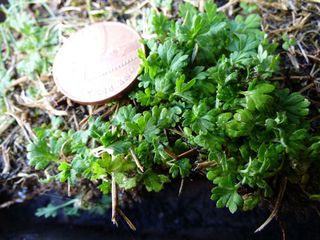 lawn weed small1.jpg