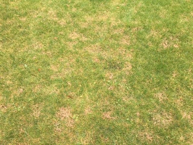 Lawn with red thread.JPG