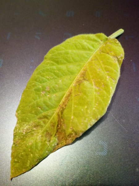 Leaf 2 Brug.jpg