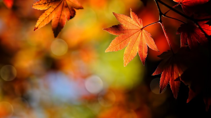 Leaves-in-autumn-and-colorful-bokeh-wallpaper_7409.jpg