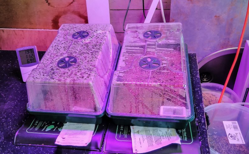 LED growlights 16-1-22.jpg