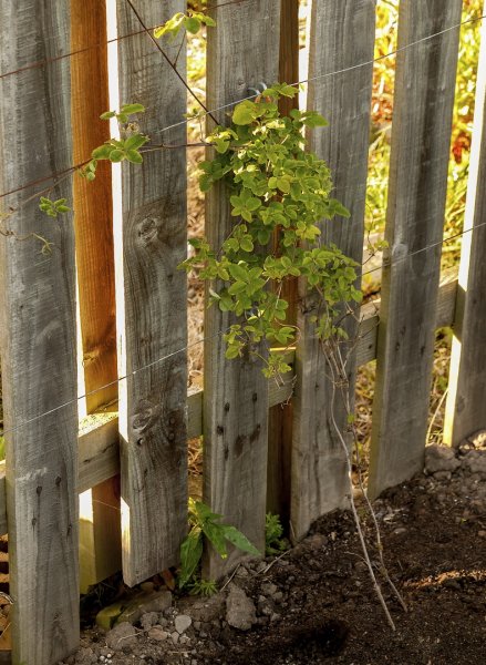 Left hand Chocolate Vine 4-5-22.jpg