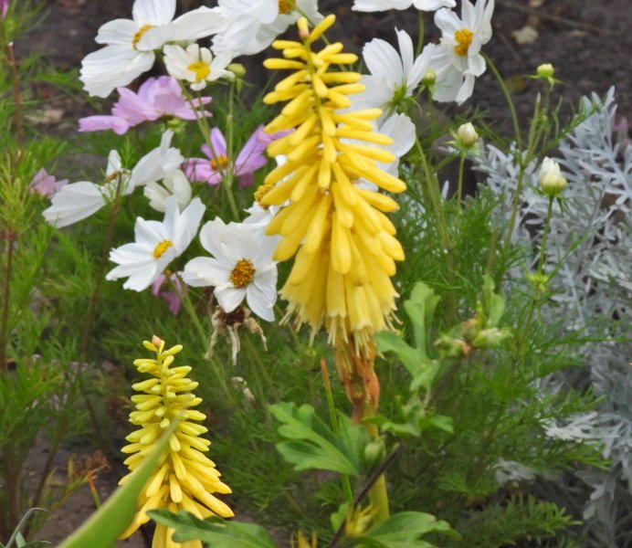 Lemon PopsiclePoker.JPG