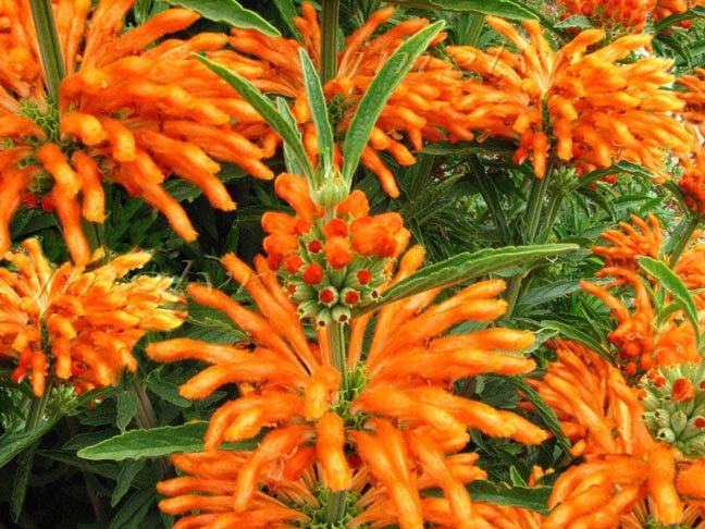 Leonotis nepetifolia.jpg