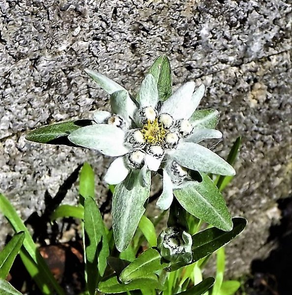 Leontopodium alpina.jpg