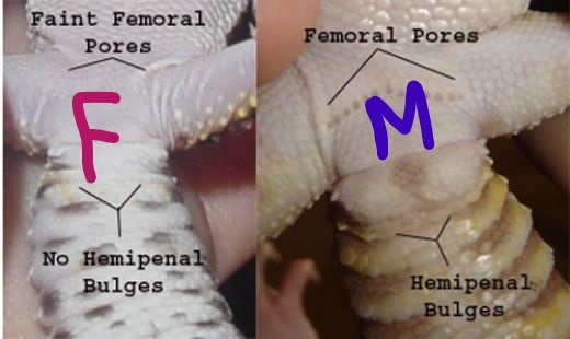 leopard gecko sexing_LI.jpg