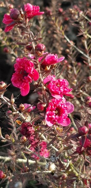 leptospermum.jpg