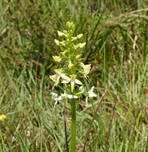 Lesser Butterfly (8).JPG