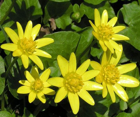 Lesser Celandine.jpg