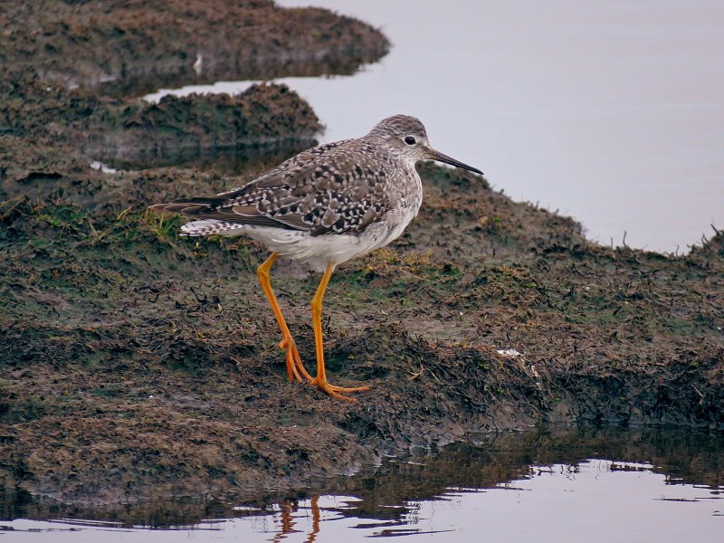 Lesser Yellowlegs - Lodmoor (2).jpg