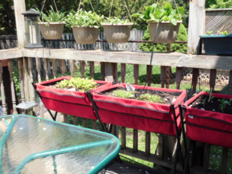 Lettuce, Carrots & Mini Broccoli.JPG