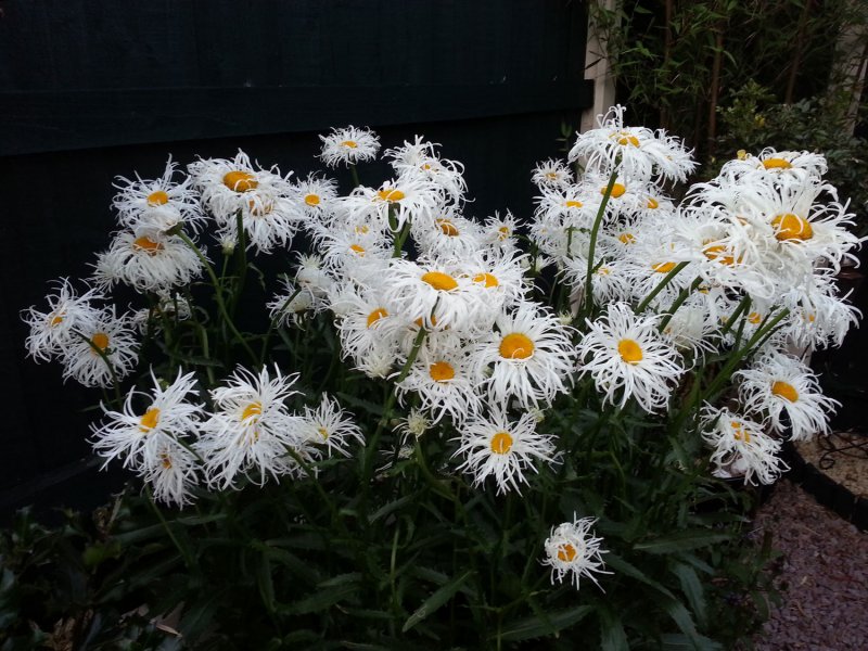 Leucanthemum-1.jpg